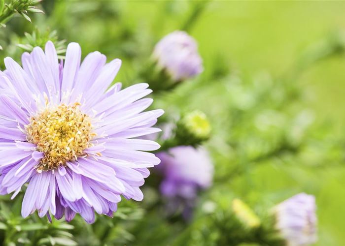 Astern - Einpflanzen im Garten Astern - Einpflanzen im Garten