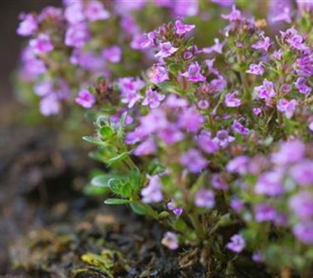 Rosenthymian - Einpflanzen im Garten