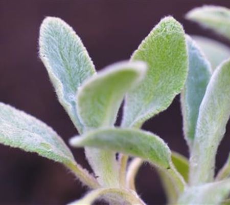 Woll-Ziest - Einpflanzen im Garten Woll-Ziest - Einpflanzen im Garten