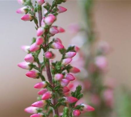 Winterharte Knospenheide - Einpflanzen im Garten Winterharte Knospenheide - Einpflanzen im Garten