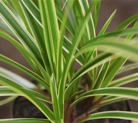 Japansegge - Einpflanzen im Garten Japansegge - Einpflanzen im Garten