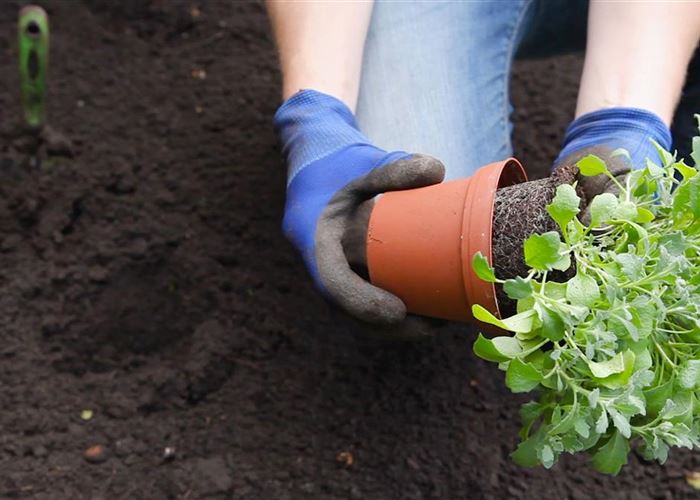 Blaukissen - Einpflanzen im Garten Blaukissen - Einpflanzen im Garten