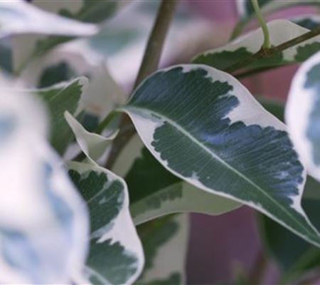 Birkenfeige - Umtopfen