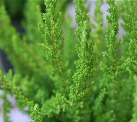 Besenheide - Einpflanzen im Garten Besenheide - Einpflanzen im Garten