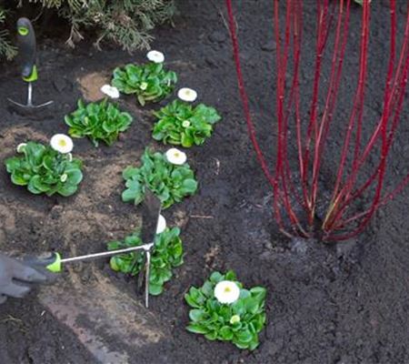 Gänseblümchen - Einpflanzen im Garten