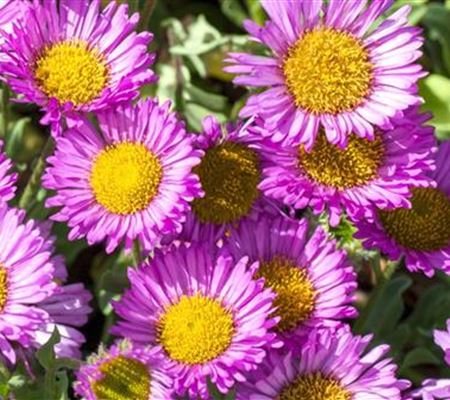 Feinstrahl - Einpflanzen im Garten Feinstrahl - Einpflanzen im Garten