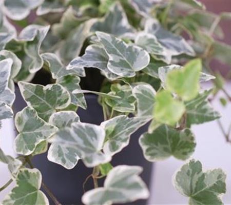 Efeu - Umtopfen Efeu - Umtopfen