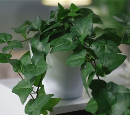 Zimmerpflanzenportrait - Efeu