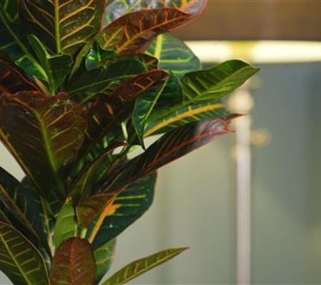 Zimmerpflanzenportrait - Wunderstrauch Zimmerpflanzenportrait - Wunderstrauch