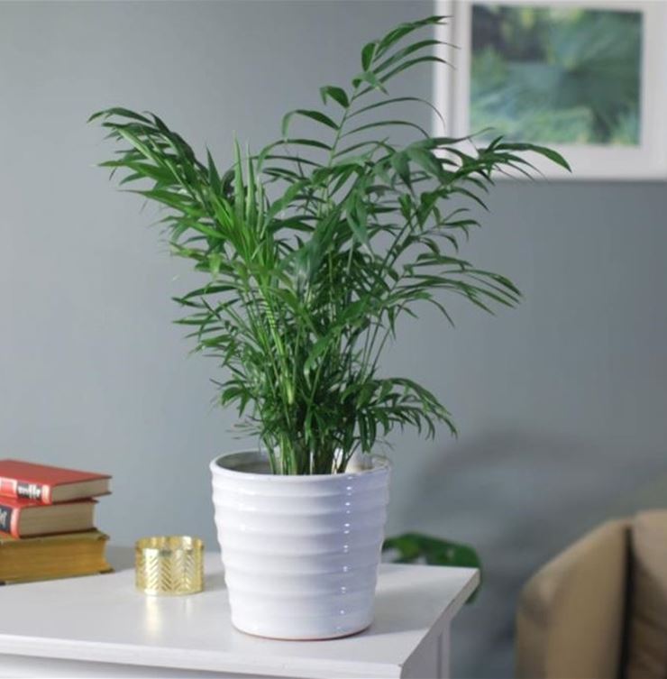 Zimmerpflanzenportrait - Bergpalme