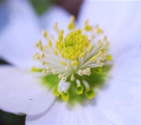 Christrose - Einpflanzen im Garten Christrose - Einpflanzen im Garten