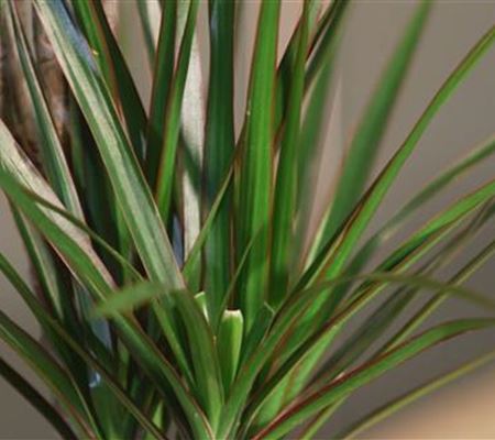 Zimmerpflanzenportrait - Drachenbaum