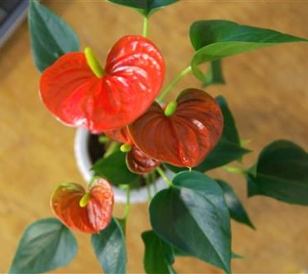 Zimmerpflanzenportrait - Flamingoblume