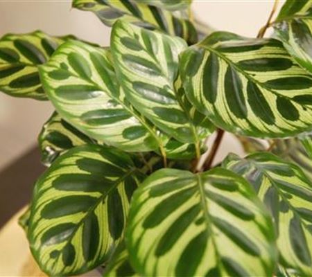 Zimmerpflanzenportrait - Korbmarante