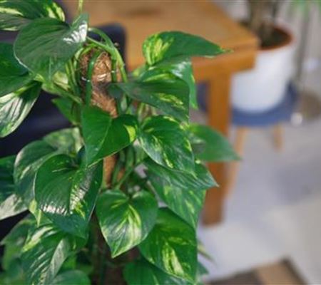 Zimmerpflanzenportrait - Efeutute