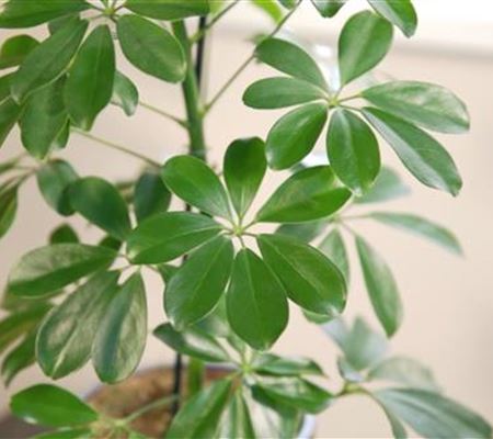 Zimmerpflanzenportrait - Strahlenaralie