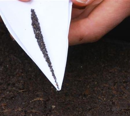 Zitronenmelisse - Aussaat Zitronenmelisse - Aussaat