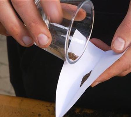 Estragon - Aussaat Estragon - Aussaat