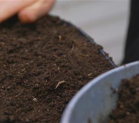 Majoran - Aussaat Majoran - Aussaat