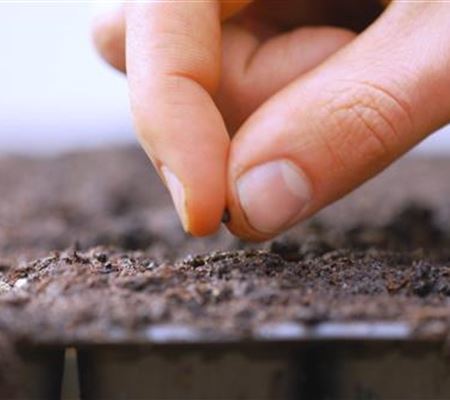 Salbei - Aussaat Salbei - Aussaat