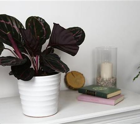 Korbmarante - Einpflanzen in ein Gefäss