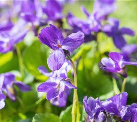 Duftveilchen - Einpflanzen im Garten Duftveilchen - Einpflanzen im Garten