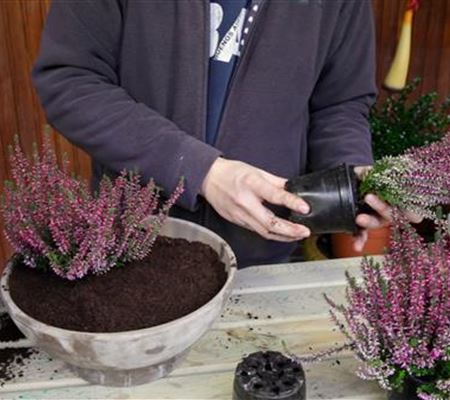 Knospenheide - Einpflanzen in ein Gefäss Knospenheide - Einpflanzen in ein Gefäss