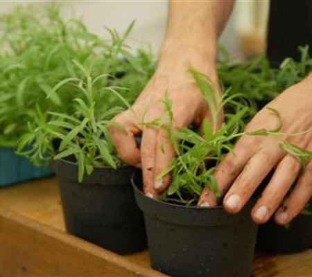 Estragon - Pikieren Estragon - Pikieren