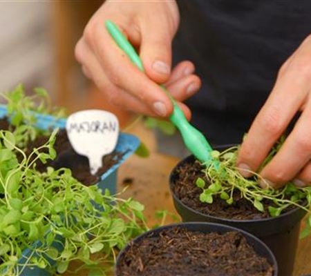 Majoran - Pikieren Majoran - Pikieren