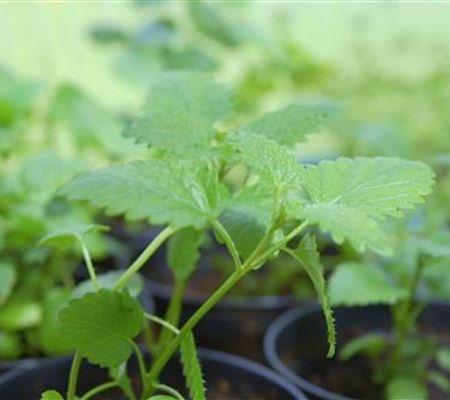 Zitronenmelisse - Pikieren Zitronenmelisse - Pikieren