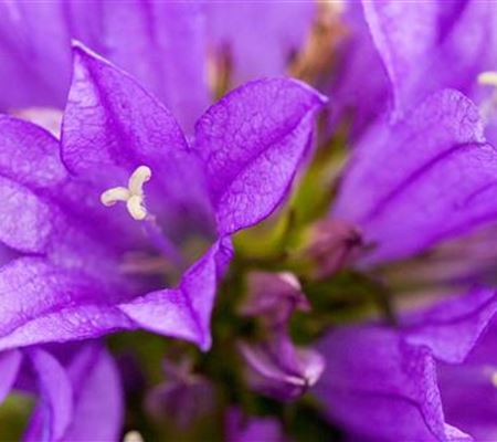 Knäuel Glockenblume - Einpflanzen im Garten Knäuel Glockenblume - Einpflanzen im Garten