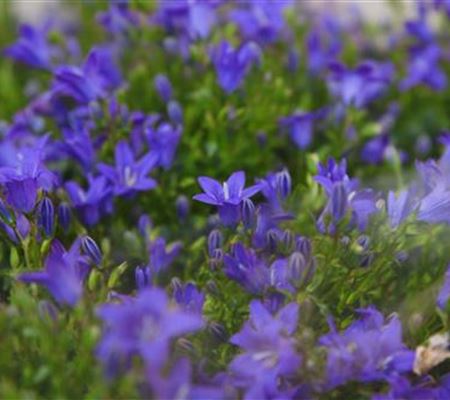 Glockenblume - Einpflanzen in den Garten