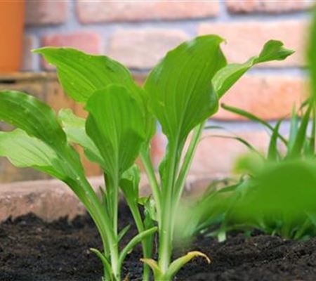 Funkie - Einpflanzen im Garten