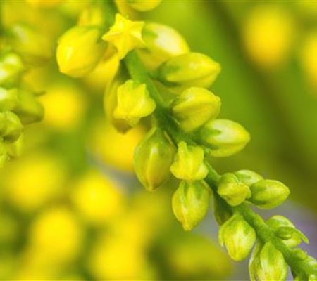 Goldtröpfchen - Einpflanzen im Garten