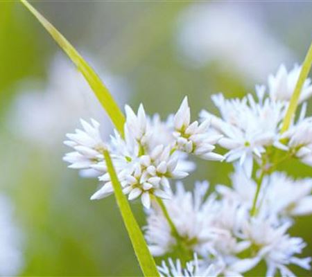 Schnee Marbel- Einpflanzen im Garten