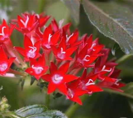 Stern von Ägypten - Einpflanzen im Garten