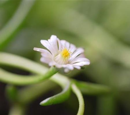 Kriechende Mittgsblume - Einpflanzen im Garten