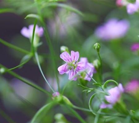Sommer Schleierkraut - Einpflanzen im Garten