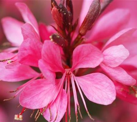 Prachtkerze - Einpflanzen im Garten