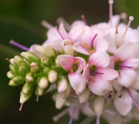 Strauchveronika - Einpflanzen im Garten
