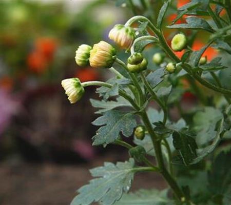 Chrysanthemen - Einpflanzen im Garten