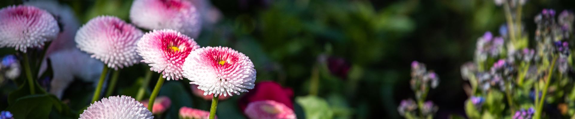 GS714936.jpg GS714936.jpg