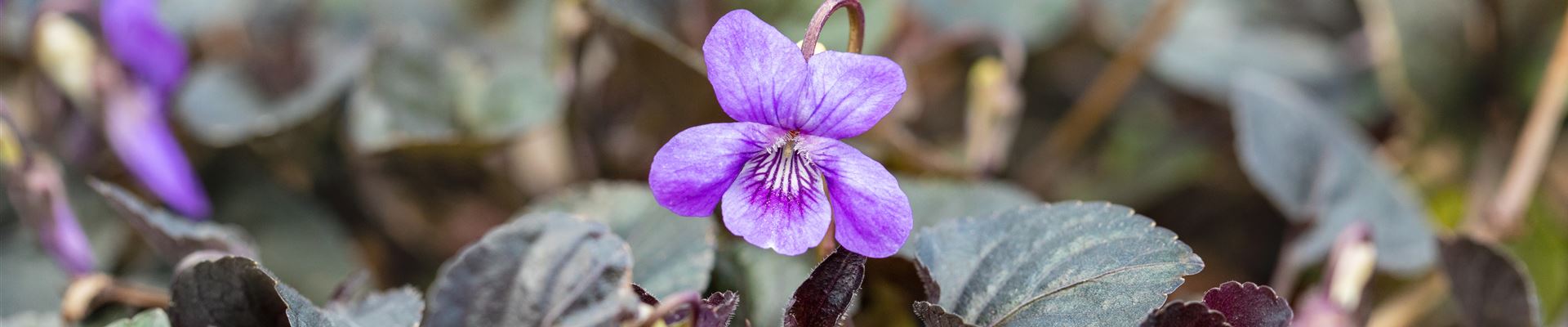 GS710723.jpg GS710723.jpg