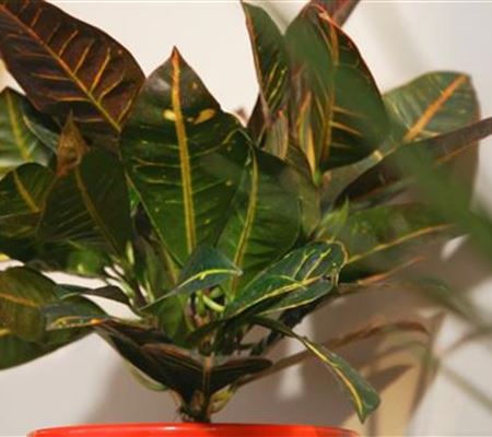 Wunderstrauch - Umtopfen Wunderstrauch - Umtopfen