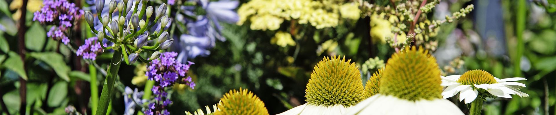 _DSC1485.jpg _DSC1485.jpg