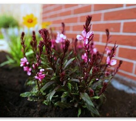 Prachtkerze – Einpflanzen im Garten Prachtkerze – Einpflanzen im Garten