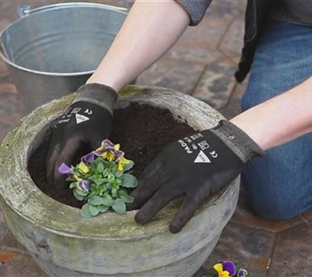 Hornveilchen - Einpflanzen in ein Gefäss