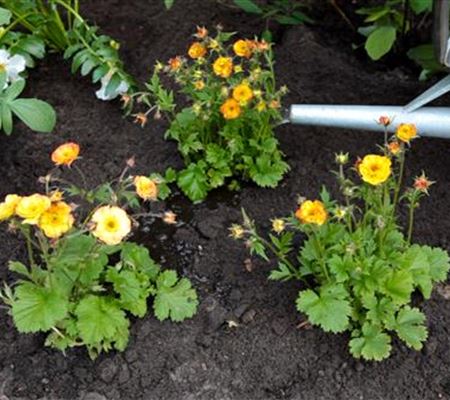 Nelkenwurz - Einpflanzen im Garten Nelkenwurz - Einpflanzen im Garten