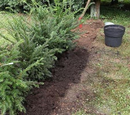 Hecke - Einpflanzen im Garten Hecke - Einpflanzen im Garten