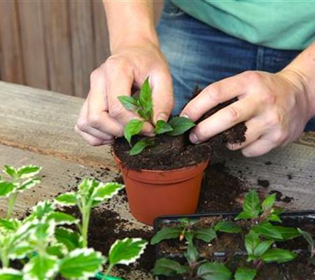 Fuchsien - Stecklinge Umtopfen Fuchsien - Stecklinge Umtopfen